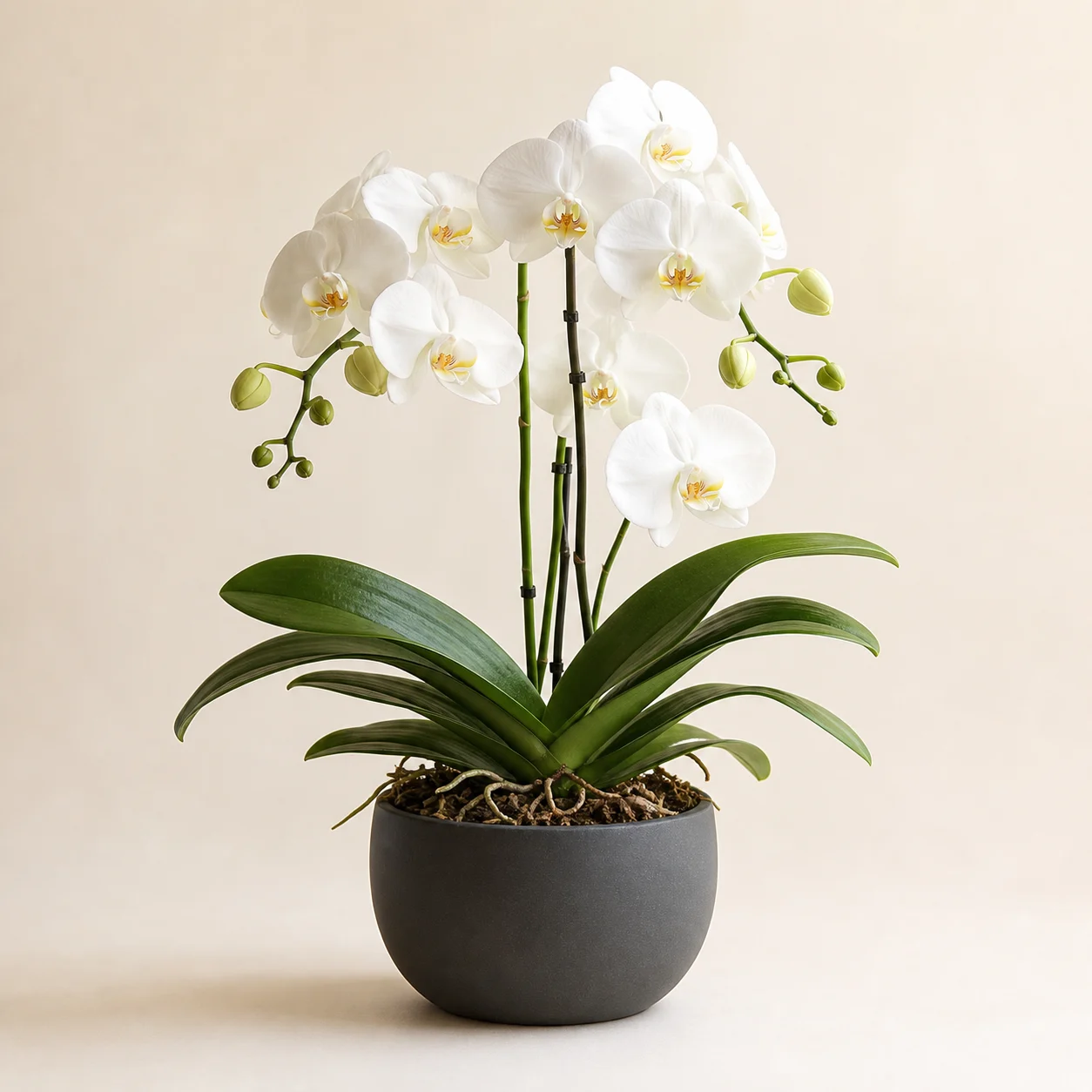 Orchid Plant - Related Flowers Namibia